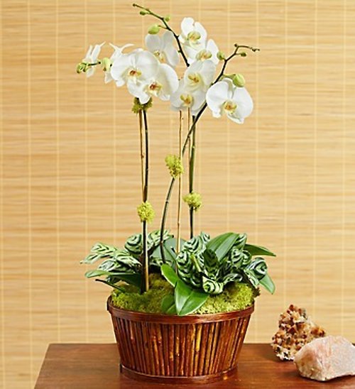 Orchid Plants