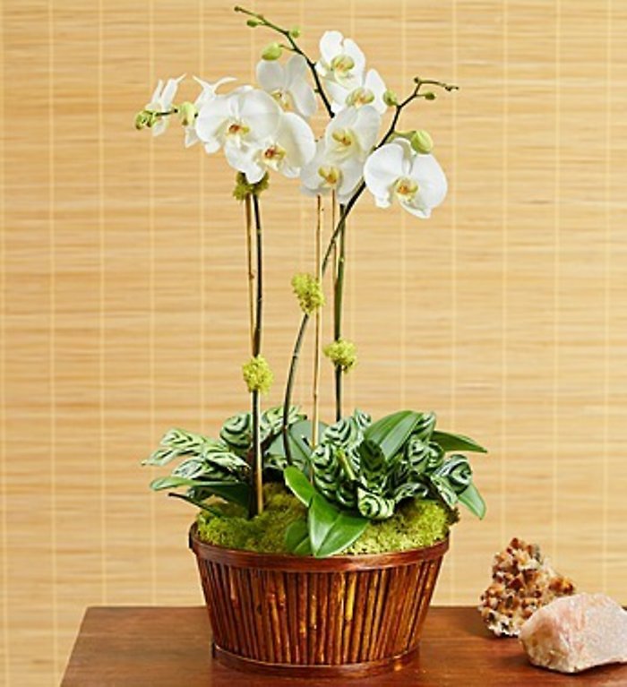 Orchid Garden