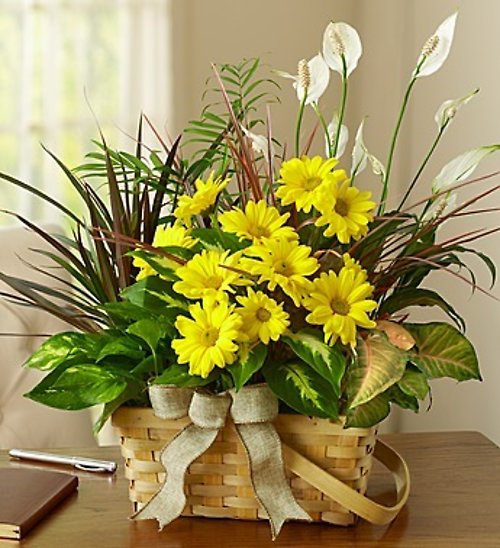 Dish Garden With Cut Flowers