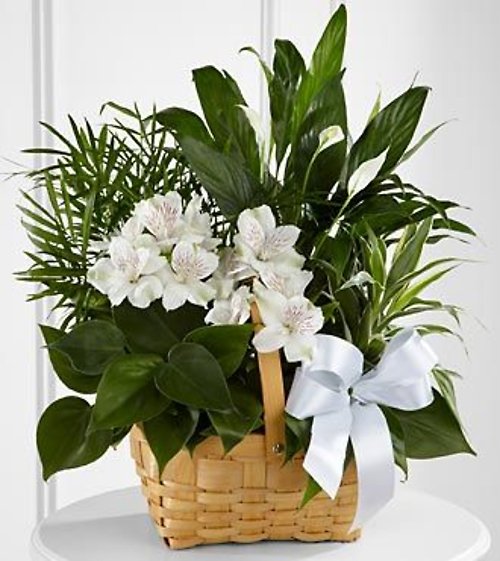 Peace &#038; Serenity Dishgarden (similar plants and basket may 