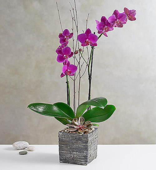 Double Stem Purple Orchid Plant Sale