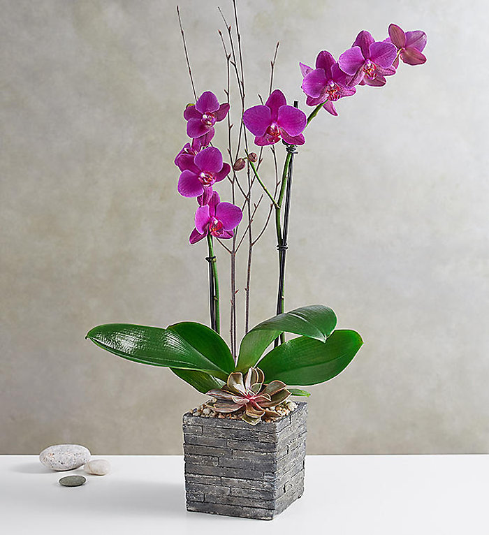 Double Stem Purple Orchid Plant Sale