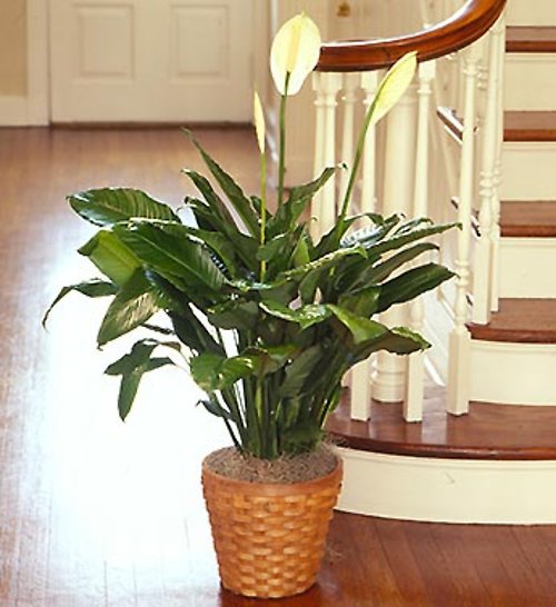 Large Peace Lily Floor Plant