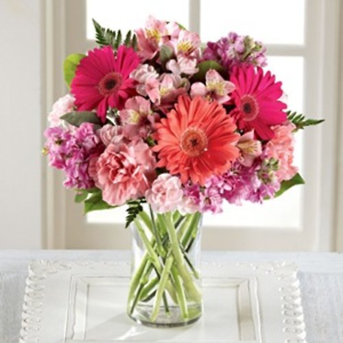 Gerbera Beauty