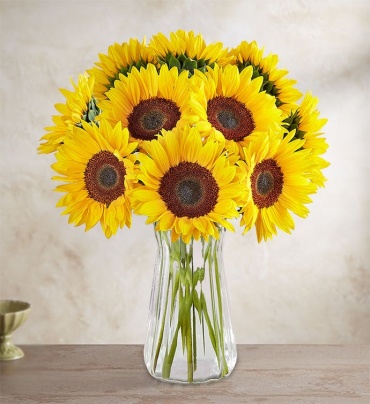 Sunflowers in a Vase (6, 12 Or 18 Stems)