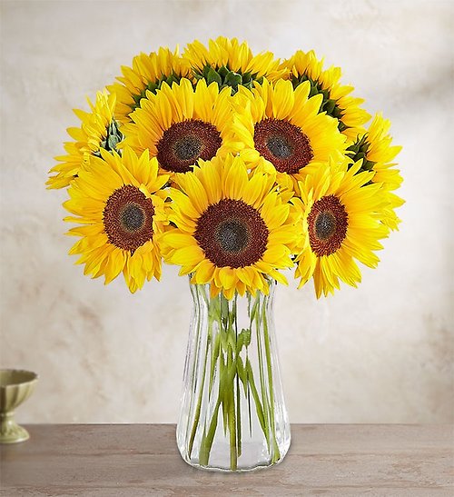 Sunflowers in a Vase (6, 12 Or 18 Stems)