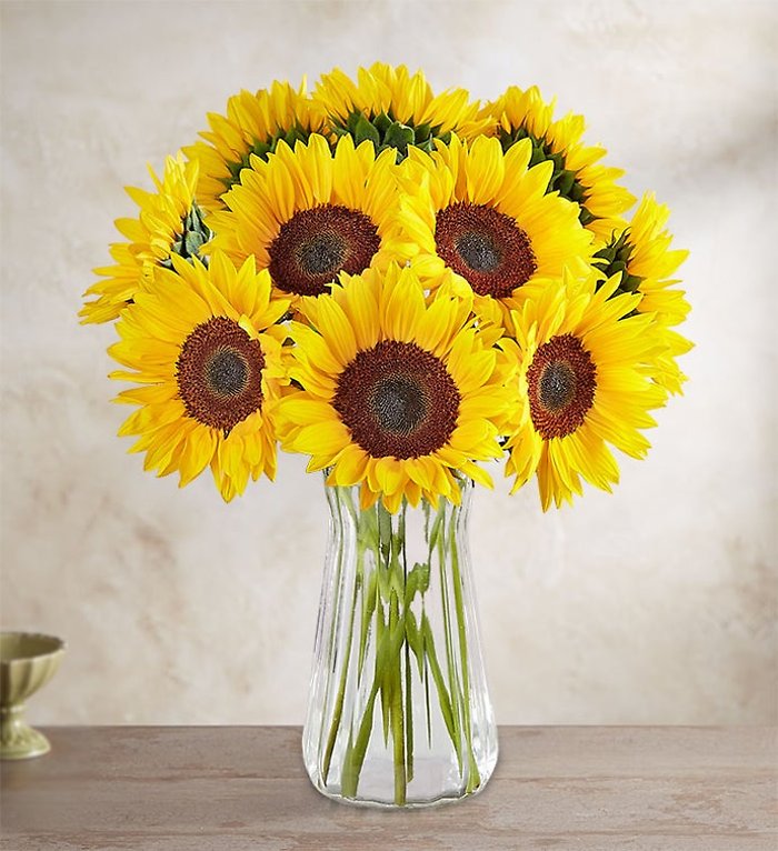 Sunflowers in a Vase (6, 12 Or 18 Stems)