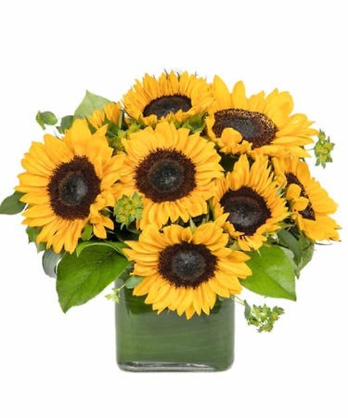 10 Sunflower Cube Vase With Tea Leaf Wrap