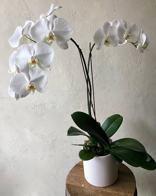 Double Stem White Waterfall Orchid Plant