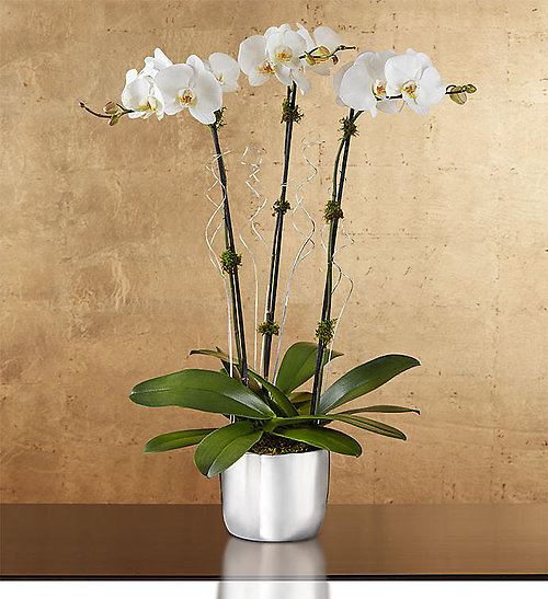 Arboretum Beauty Planter Orchid