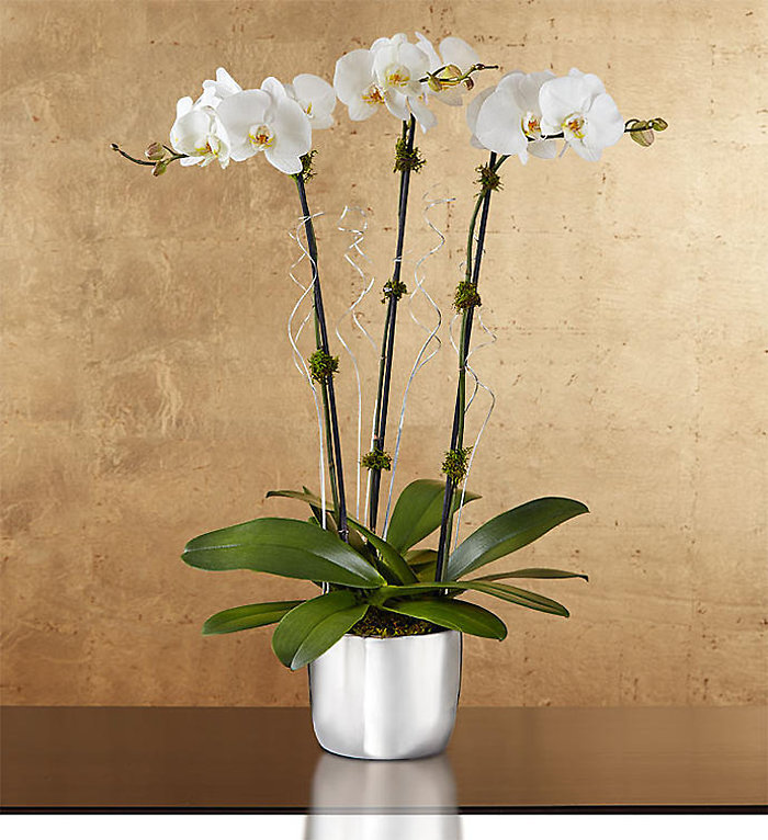 Arboretum Beauty Planter Orchid