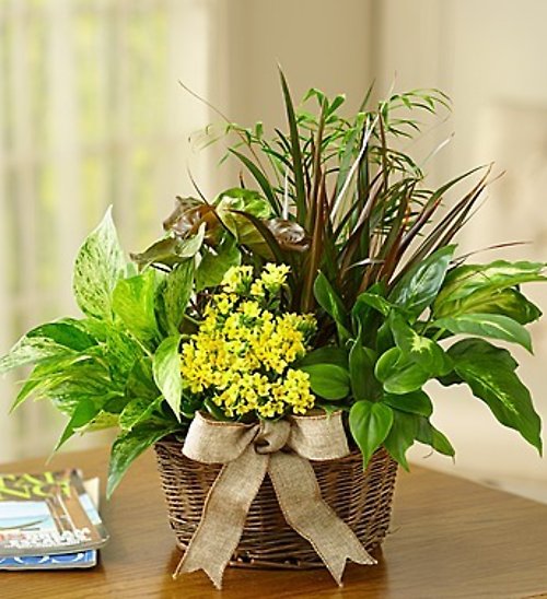 Dish Garden
