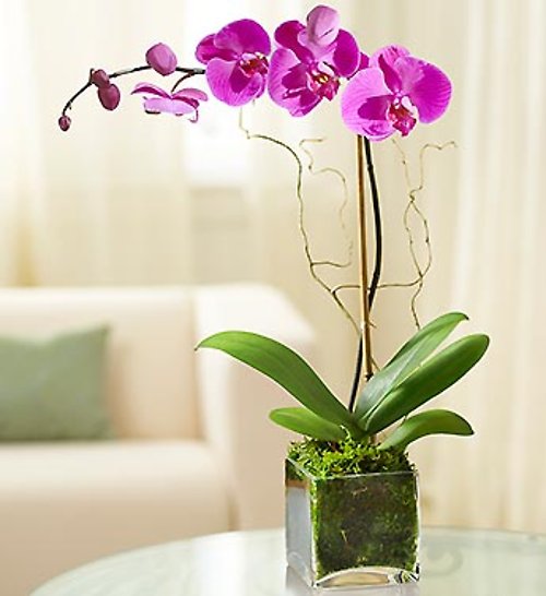 Orchid Plant Purple