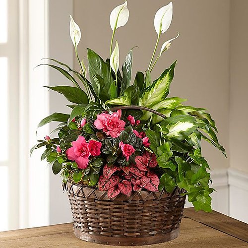Blue Hills Love Dish Garden