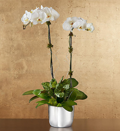 Double Stem White Orchid Plant