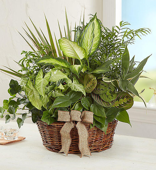 Dish Garden Plant